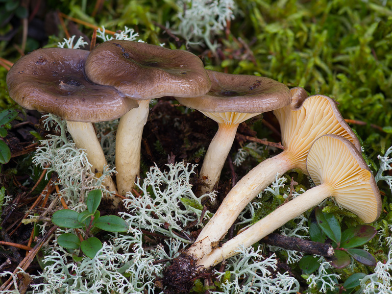 Hygrophorus hypothejus